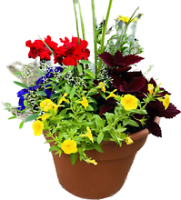 Mother\'s Day Plants