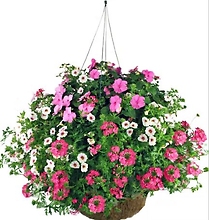 12\" Fiber pot Hanging Blooming Plant- Sunny Area