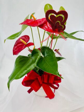 Anthurium Love Plant