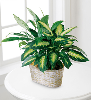 Plant: Spathiphyllum and Dieffenbachia