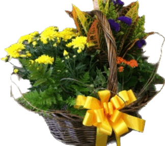 French Garden: Blooming & Green Plants-yellow accents
