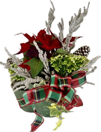 Holiday Blooming Plants Pot