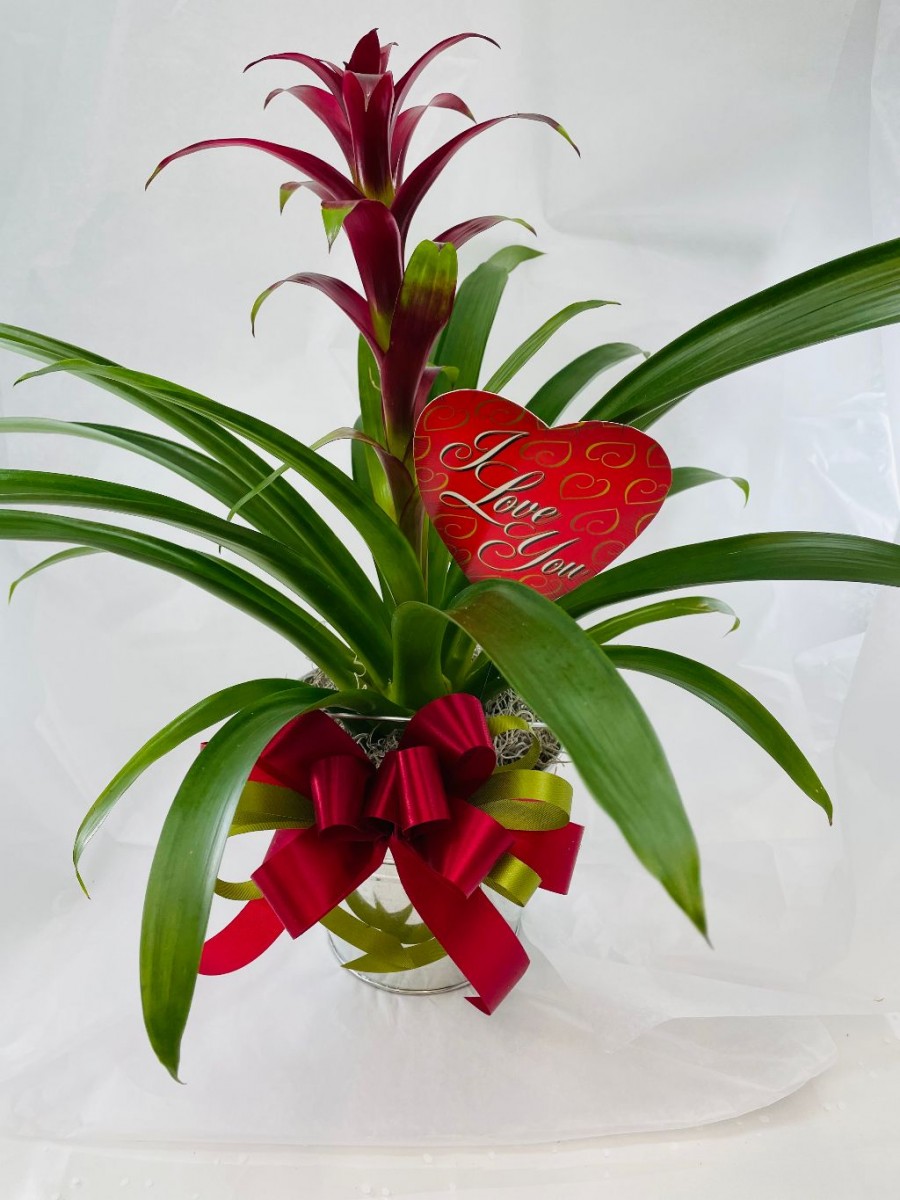 Plant: Bromeliad "with love" Plant