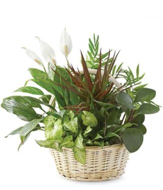 Plant: Add Plant(s) to Item