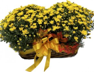 Double basket of Hardy Mums