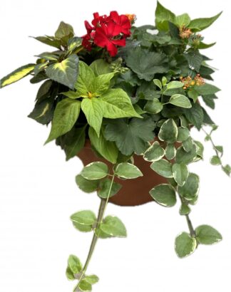 12" Patio Planter- Sunny Area