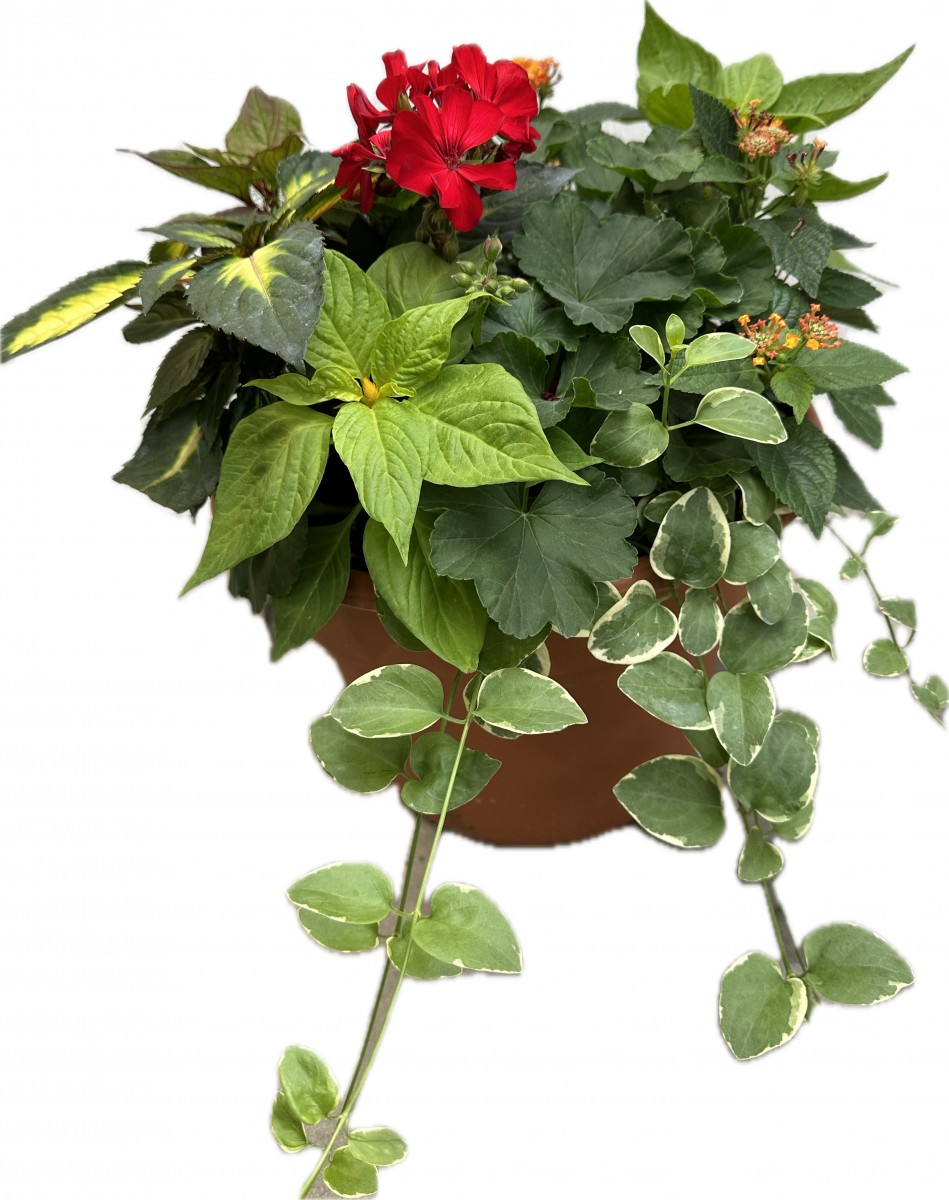 12" Patio Planter- Sunny Area