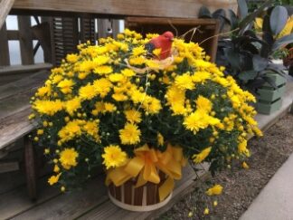 Plant: Hardy Mum: In Basket With Bird Accent