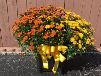 Hardy Mum: Grandiose Pot (variety of mum colors)