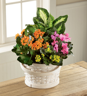 French Garden: Color Crush Planter