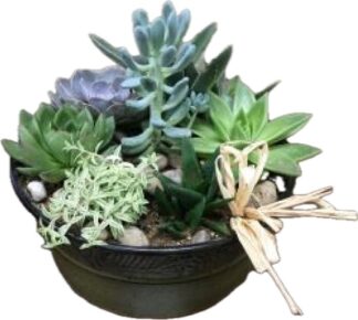 Plant: Succulent Garden Medium PL-SUCGDN1