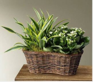 p4216FL Blooming & Green Plants in double basket