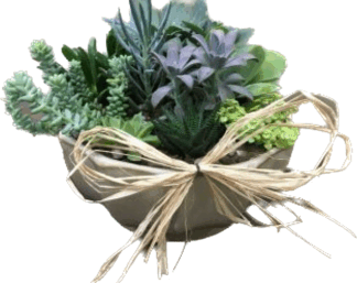 Succulent Garden (SUCGDN2)- Deluxe