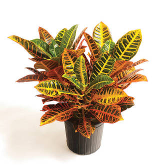 Plant: Croton Plant