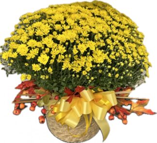FALL GARDEN MUM & Fall trim (variety of colors)