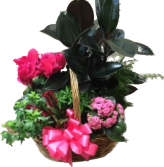 French Garden- Blooming & Green Plants-pink accents