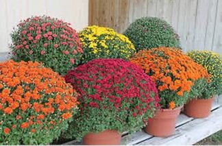 FALL GARDEN MUM: Medium size (variety of mum colors)