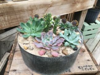 Plant: Succulent Garden In Galvanized Container