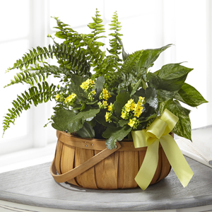 S5293: Always Dear Dishgarden