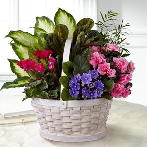 French Garden: Peaceful Garden