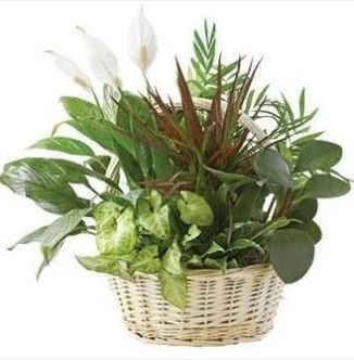 Green Planter: in natural basket
