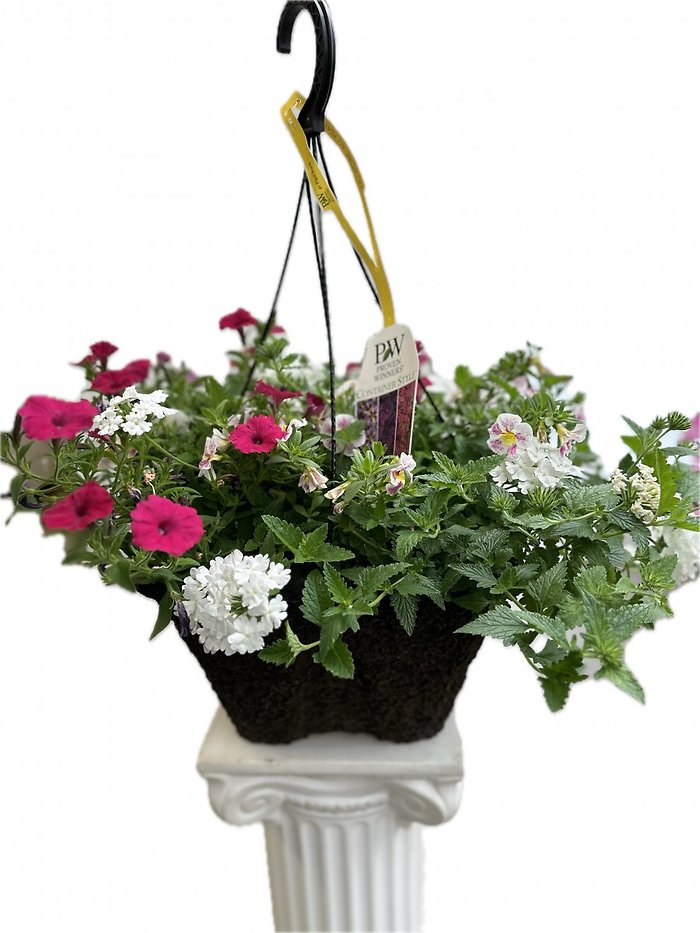 12\" Fiber pot Hanging Blooming Plant- Sunny Area
