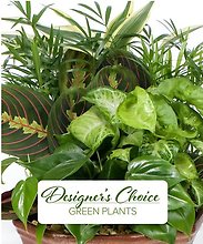 Designer\'s choice Planter