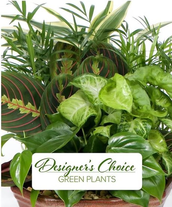 Designer\'s choice Planter