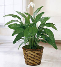 Plant: Peace Lily Plant Spathiphyllum in basket