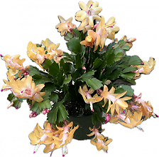 Blooming Christmas Cactus Plant