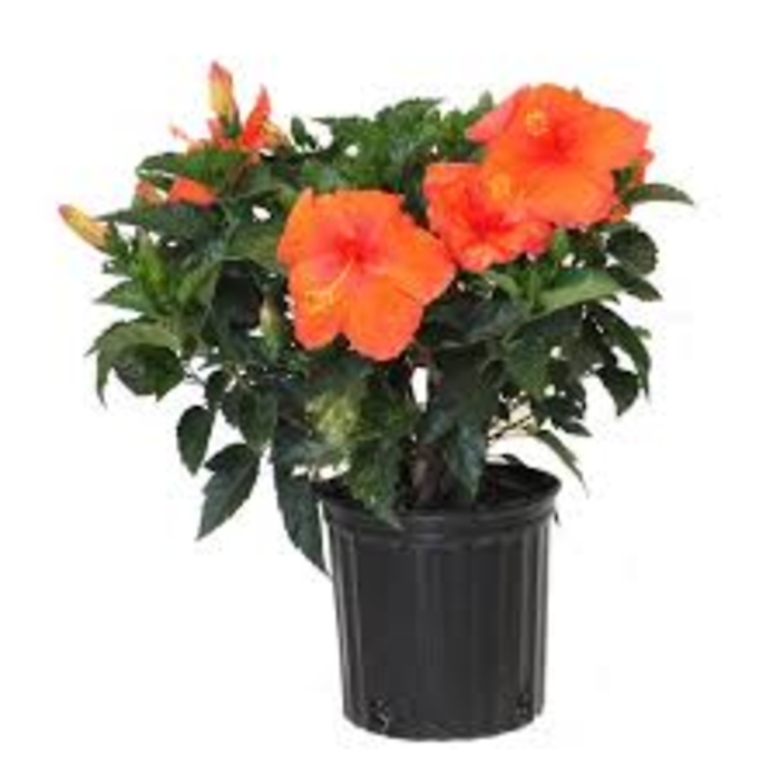 Hibiscus Bush 10\" pot