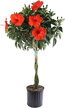 Hibiscus tree 10\" pot- BRAIDED STEM