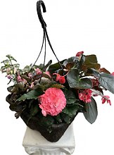 12\" Fiber pot Hanging Blooming Plant- Shaded Area