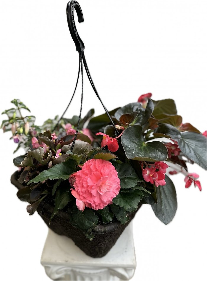 12\" Fiber pot Hanging Blooming Plant- Shaded Area