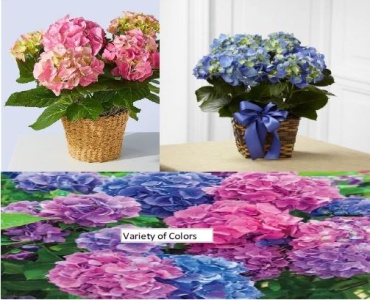 Plant: Hydrangea Plant