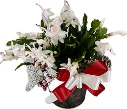 Christmas Cactus in Keepsake Tin
