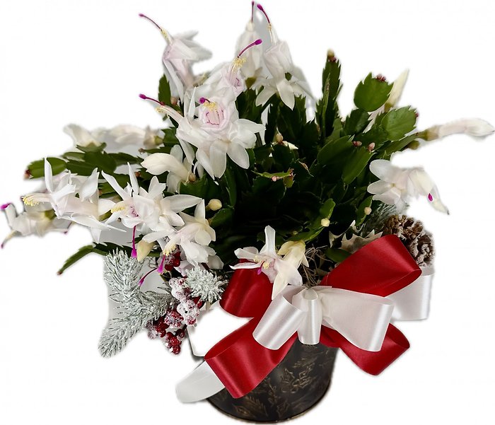 Christmas Cactus in Keepsake Tin