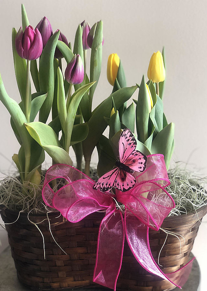 Spring Tulip Bulb Plant Basket