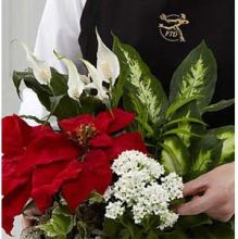 Plant: Florist Designed Plants in a Basket