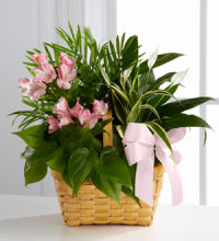 Planter: Living Spirit Planter Basket, pink accents