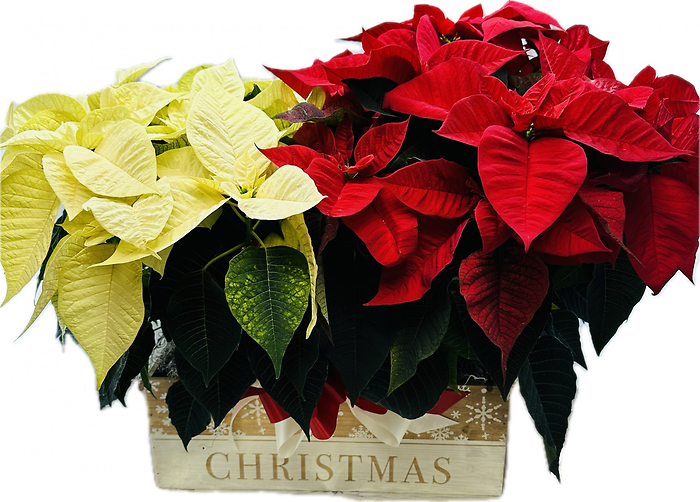 Christmas Poinsettia Box-Traditional