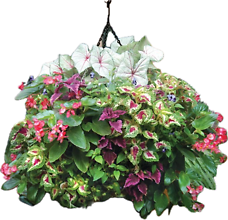 12\" Fiber pot Hanging Blooming Plant- Shaded Area