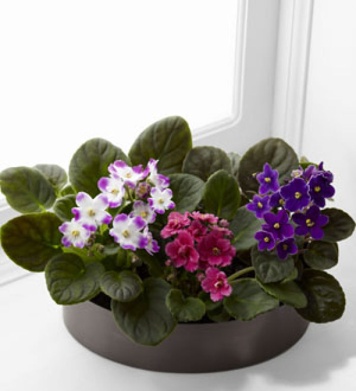Plant: African Violets assortment