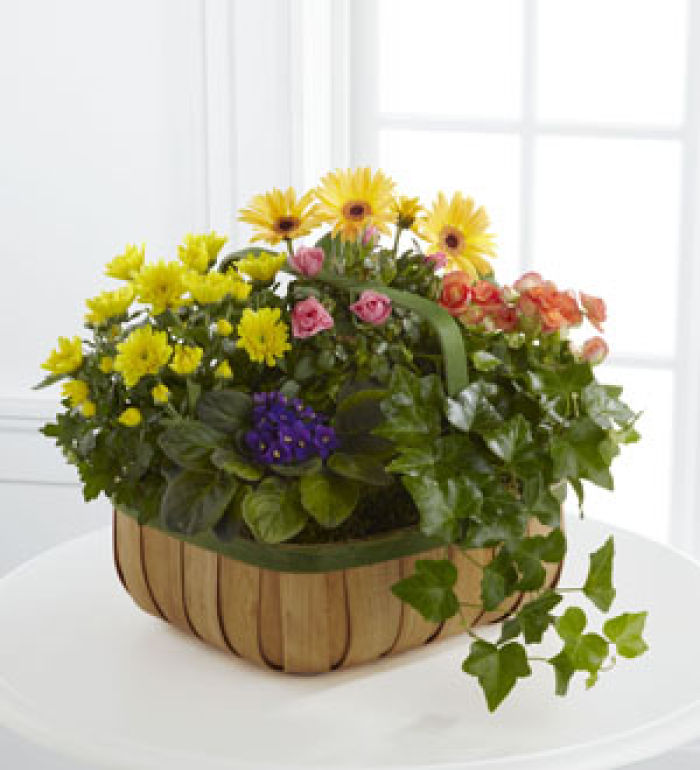 Plant: French Garden: Gentle Blossom Basket