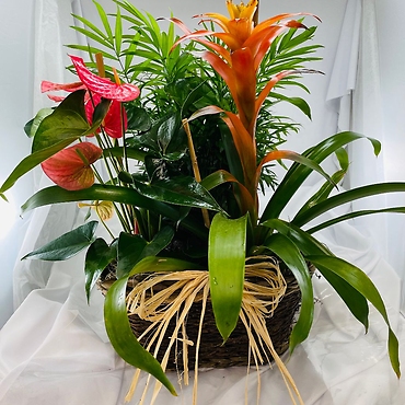 Plant: Tropical Mix in Garden Basket