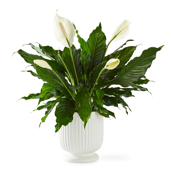 Comfort Planter- Peace Lily