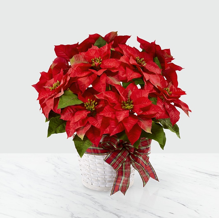 Poinsettia: B52S  Happiest Holidays Red Poinsettia
