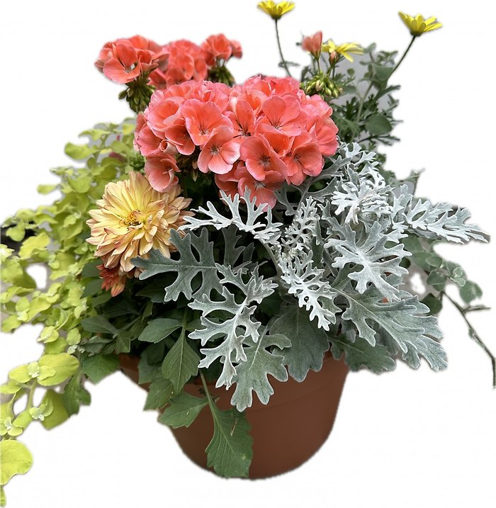 14\" **PREMIUM** Patio Planter- Sunny area