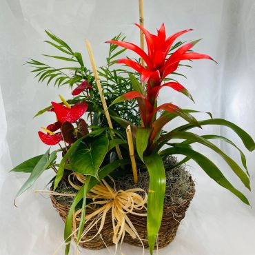 Plant: Tropical Mix in Garden Basket