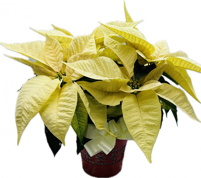 Poinsettia in Holiday Container